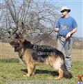 king shepherds puppy posted by PioneerGSDs