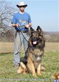 king shepherds puppy posted by PioneerGSDs