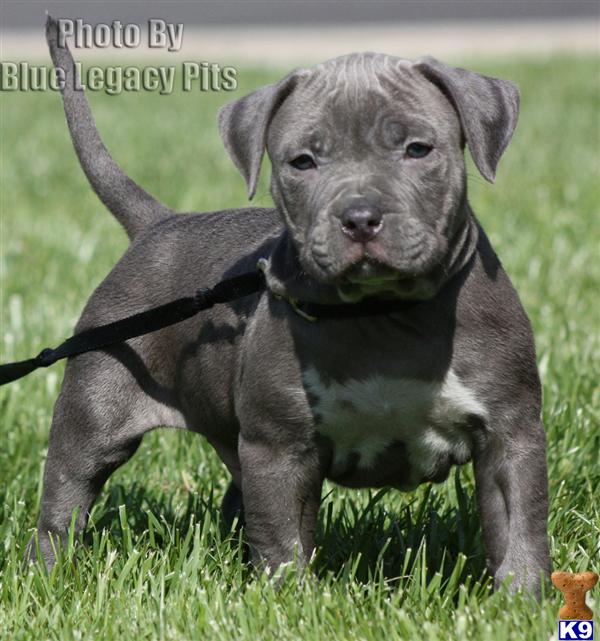 pitbull puppies for sale in nebraska american pit bull puppy for sale zeus sold sold pitbull puppies for sale in nebraska american pit bull puppy for sale zeus sold sold
