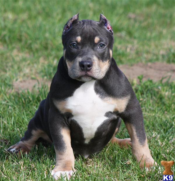 pitbull puppies for sale in ms american pit bull puppy for sale ms trendy sold sold www bluelega 5 pitbull puppies for sale in ms american pit bull puppy for sale ms trendy sold sold www bluelega 5