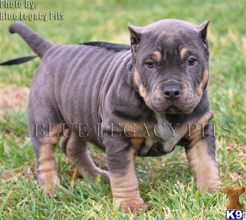 pitbull puppies for sale in ms american pit bull puppy for sale ms gucci chion sired blue tri foun 4 pitbull puppies for sale in ms american pit bull puppy for sale ms gucci chion sired blue tri foun 4