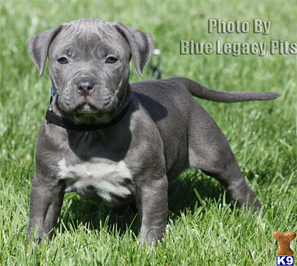 pitbull puppies for sale in nebraska american pit bull puppy for sale zeus sold sold pitbull puppies for sale in nebraska american pit bull puppy for sale zeus sold sold