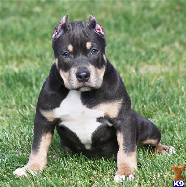 pitbull puppies for sale in ms american pit bull puppy for sale ms trendy sold sold www bluelega 5 pitbull puppies for sale in ms american pit bull puppy for sale ms trendy sold sold www bluelega 5