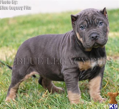 pitbull puppies for sale in ms american pit bull puppy for sale ms chion sired blue tri found 4 pitbull puppies for sale in ms american pit bull puppy for sale ms chion sired blue tri found 4