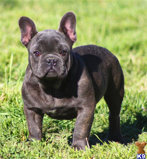 25+ French Bulldog Gainesville Ga Photo - Bleumoonproductions