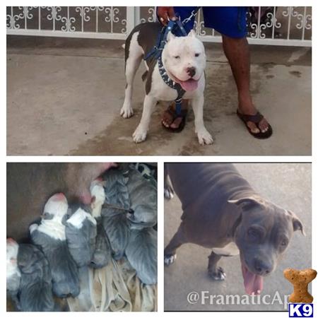 american pit bull puppy posted by Pitbull51