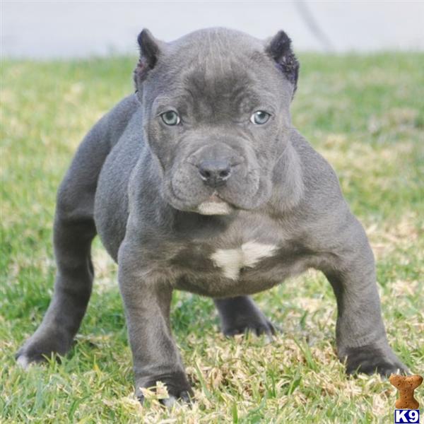 puppies for sale st joseph mo american pit bull puppy for sale sold sold sold to edward fr st joseph mo vi 7 puppies for sale st joseph mo american pit bull puppy for sale sold sold sold to edward fr st joseph mo vi 7