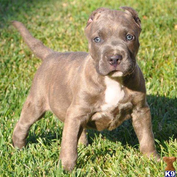 pocket pitbull puppies for sale american pit bull puppy for sale darkknight pocket pitbull bully pocket pitbull puppies for sale american pit bull puppy for sale darkknight pocket pitbull bully