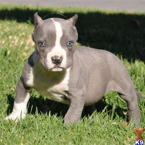 pitbull puppies for sale in fayetteville nc puppy for sale fayetteville carolina breeds picture pitbull puppies for sale in fayetteville nc puppy for sale fayetteville carolina breeds picture