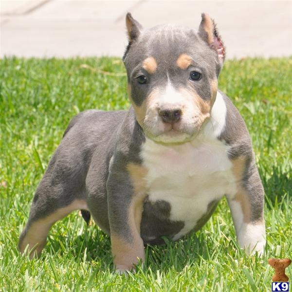 Tri Color Pit Puppy For Sale Off 73 Www Usushimd Com