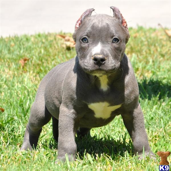 for sale - American Pitbull Puppies for sale - American American Pitbul...