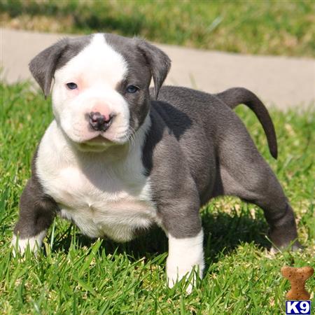 Blue Eyes Blue Female Pitbull Puppies For Sale Shop Blue Fawn