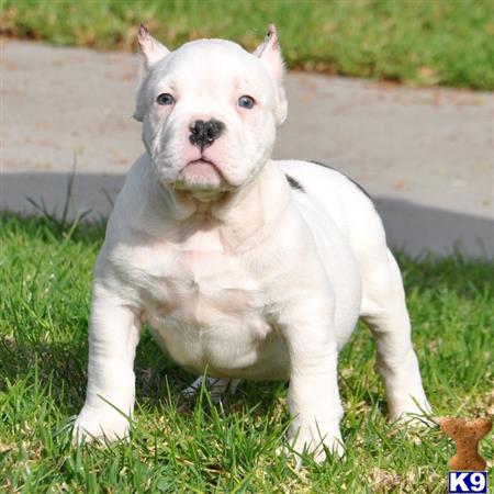 micro pitbull puppies for sale american pit bull puppy posted by pitbulls for sale micro pitbull puppies for sale american pit bull puppy posted by pitbulls for sale
