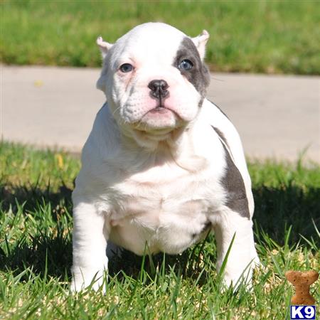 American Pit Bull Puppy for Sale: ★ HALF HALF → MICRO ... American Pit Bull Puppy for Sale: ★ HALF HALF → MICRO ...