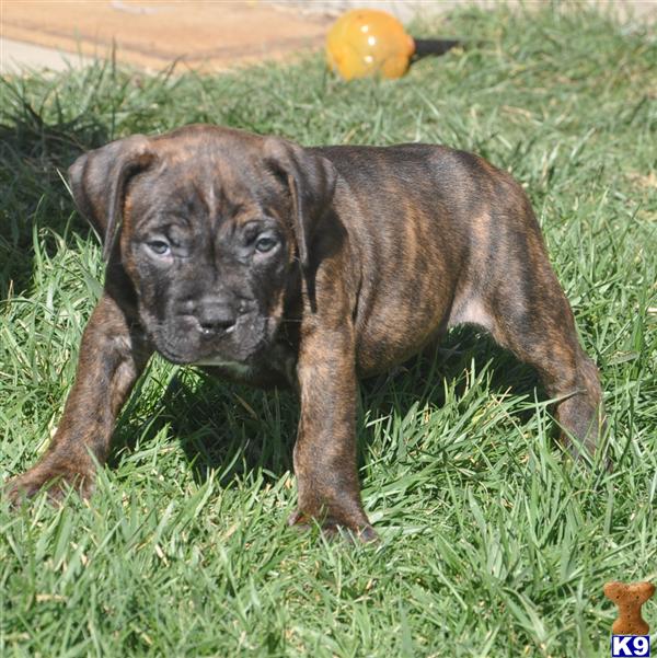 Tiger Stripe Pitbulls | escapeauthority.com