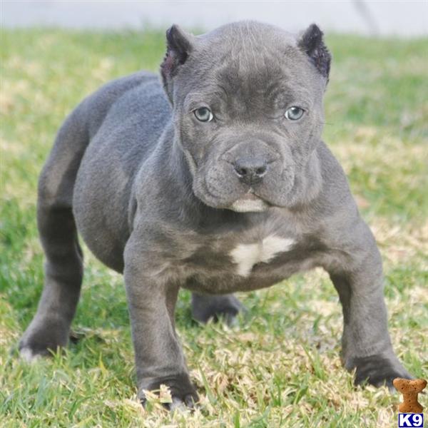 puppies for sale st joseph mo american pit bull puppy for sale sold sold sold to edward fr st joseph mo vi 7 puppies for sale st joseph mo american pit bull puppy for sale sold sold sold to edward fr st joseph mo vi 7
