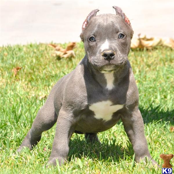silver pitbull puppies american pit bull puppy for sale silver amazing ukc pitbull bully silver pitbull puppies american pit bull puppy for sale silver amazing ukc pitbull bully