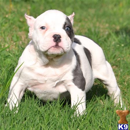micro pitbull puppies for sale american pit bull puppy for sale half half micro bully dont miss micro pitbull puppies for sale american pit bull puppy for sale half half micro bully dont miss