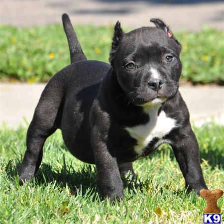 black pitbull puppies for sale american pit bull puppy for sale black bully dont miss out black pitbull puppies for sale american pit bull puppy for sale black bully dont miss out