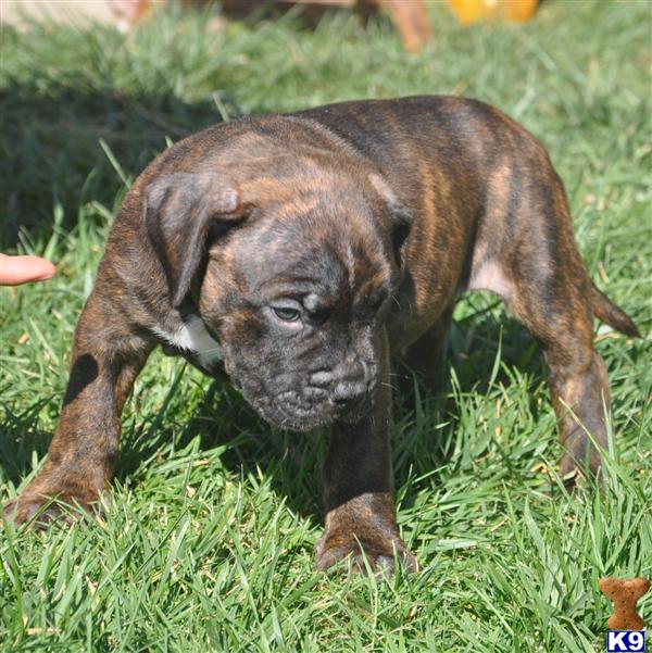 brindle pitbull puppies for sale american pit bull puppy for sale brindle xl bully pitbull puppy 7 years brindle pitbull puppies for sale american pit bull puppy for sale brindle xl bully pitbull puppy 7 years