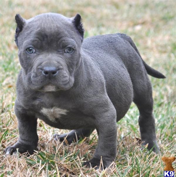 puppies for sale st joseph mo american pit bull puppy for sale sold sold sold to edward fr st joseph mo vi 7 puppies for sale st joseph mo american pit bull puppy for sale sold sold sold to edward fr st joseph mo vi 7