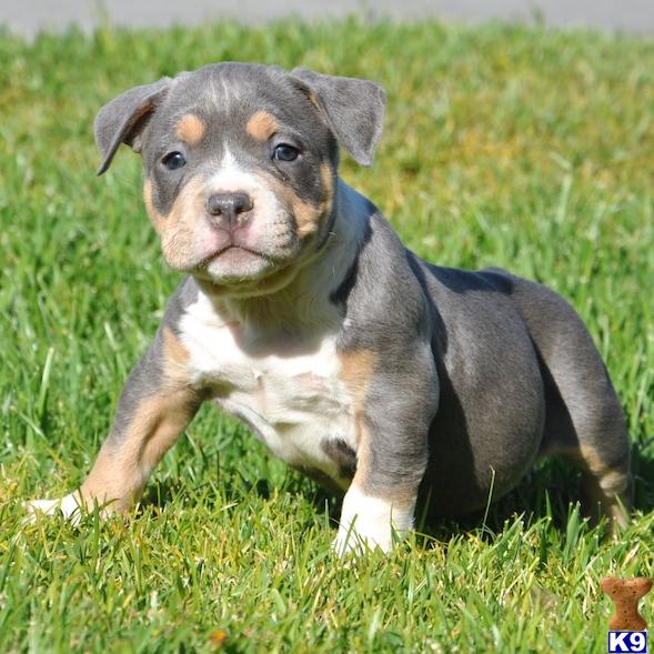 tri color bully puppies for sale american pit bull puppy for sale beast amazing tri color bully dont tri color bully puppies for sale american pit bull puppy for sale beast amazing tri color bully dont