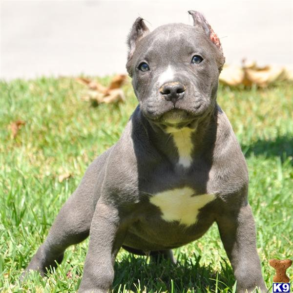 silver pitbull puppy american pit bull puppy for sale silver amazing ukc pitbull bully silver pitbull puppy american pit bull puppy for sale silver amazing ukc pitbull bully