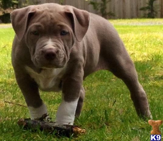pitbull puppies for sale washington american pit bull puppies for sale in washington pitbull puppies for sale washington american pit bull puppies for sale in washington
