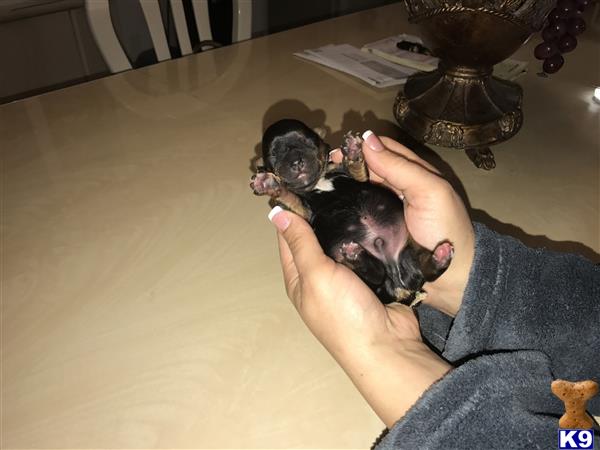 Yorkshire Terrier puppy for sale