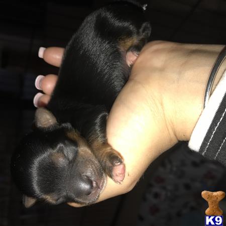 Yorkshire Terrier puppy for sale