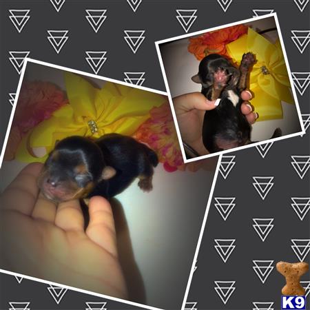 Yorkshire Terrier puppy for sale