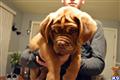 dogue de bordeaux puppy posted by PlatinumBullies
