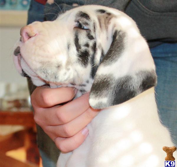 great dane puppies washington harlequin great dane breeders washington state great dane puppies washington harlequin great dane breeders washington state