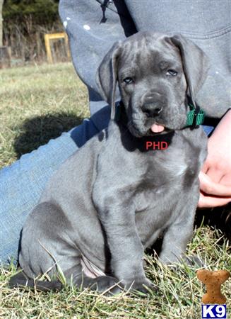 great dane puppies for sale in missouri great dane puppies for sale in missouri great dane puppies for sale in missouri great dane puppies for sale in missouri