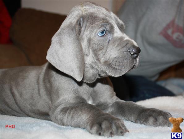 great dane puppy posted by PoeHillDanes
