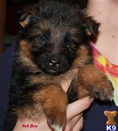 German Shepherd