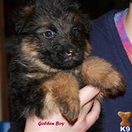 German Shepherd
