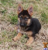 German Shepherd