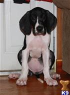 great dane puppy posted by PoeHillDanes