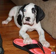 great dane puppy posted by PoeHillDanes