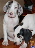 great dane puppy posted by PoeHillDanes