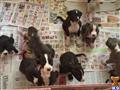 american bulldog puppy posted by Pooh1203
