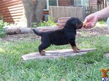 Rottweiler