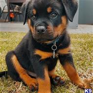 rottweiler puppy posted by Poul676