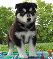 siberian husky puppy posted by Poul7485