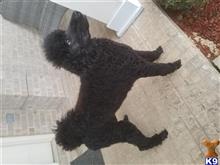 Black Haven available Poodle puppy located in CORDOVA