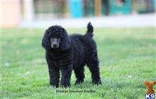 poodle puppy posted by PremierStandardPoodles