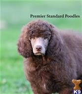 poodle puppy posted by PremierStandardPoodles