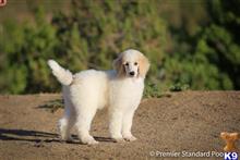 poodle puppy posted by PremierStandardPoodles
