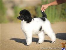 poodle puppy posted by PremierStandardPoodles